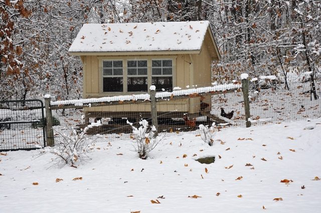 Chicken Coop In Snow