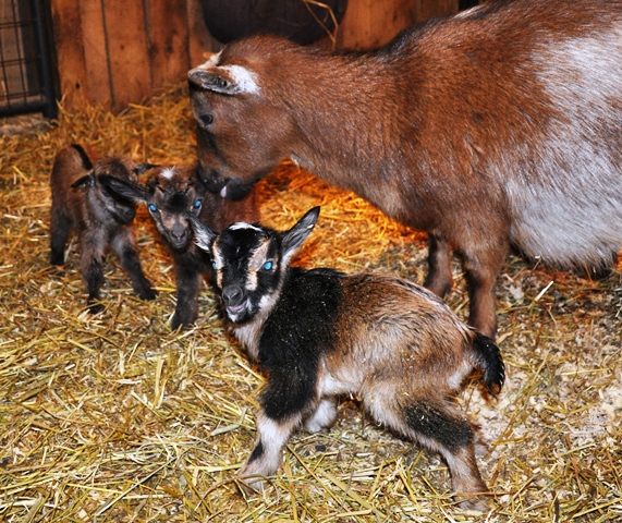 2015 Newborn Goat Kids (Ruby's)