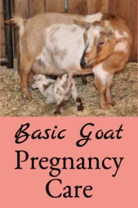 Basic Goat Pregnancy Care