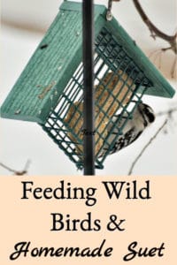 Feeding Wild Birds & Homemade Suet