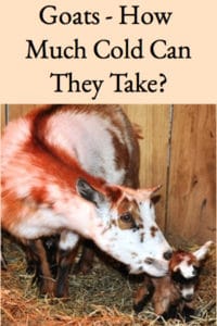 Goats – How Much Cold Can They Take?