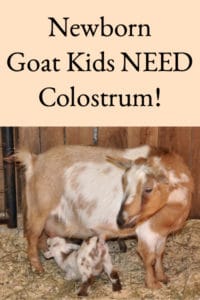 Newborn Goat Kids Need Colostrum
