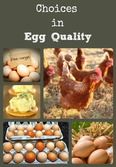Choices in Egg Quality via Better Hens and Gardens