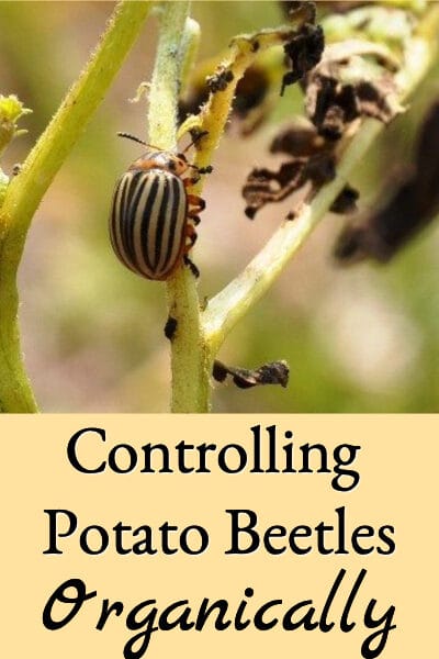 controlling potato beetles organically