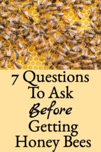 7 Important Questions To Ask Before Getting Honey Bees