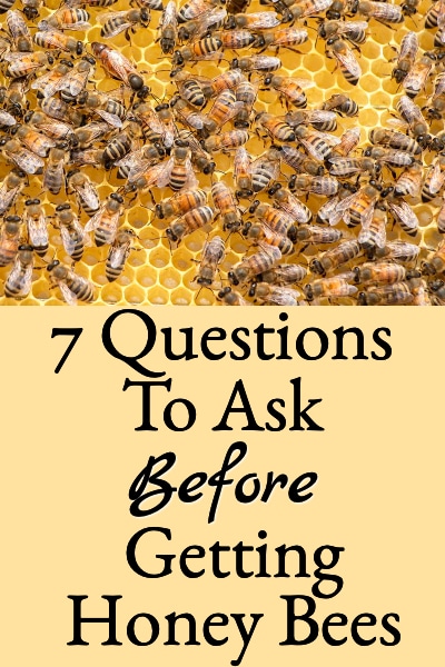 Beginning Beekeeping Important Questions