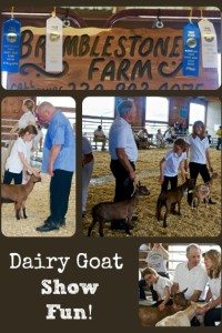 Dairy Goat Show Fun