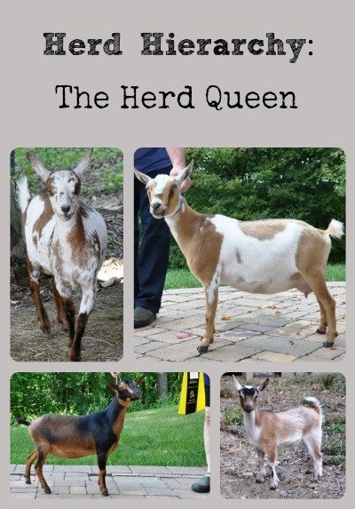 Herd Hierarchy Collage via Better Hens and Gardens