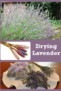 Drying Lavender