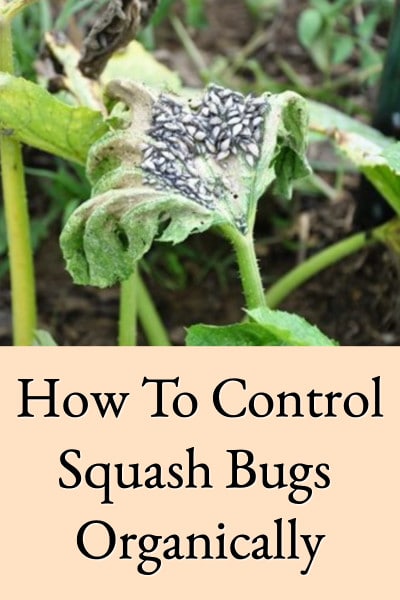 controlling squash bugs
