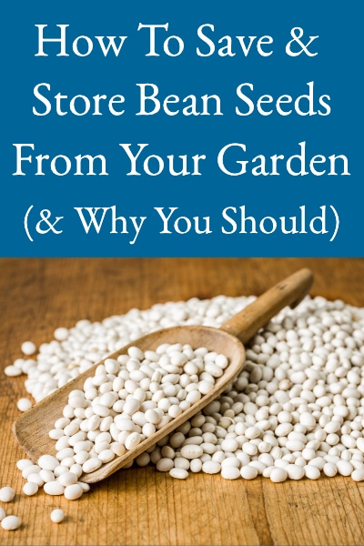 how to save bean seeds from your garden