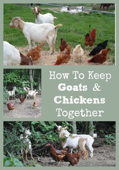 Keep Goats & Chickens Together Collage