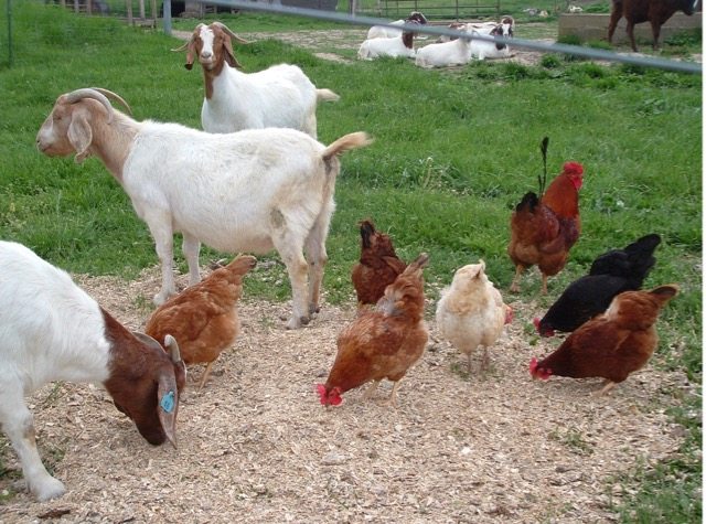 how to keep goats & chickens in the same yard