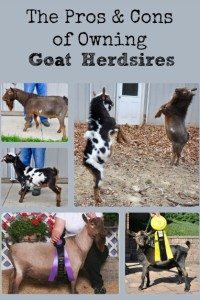 The Pros & Cons of Owning Goat Herdsires