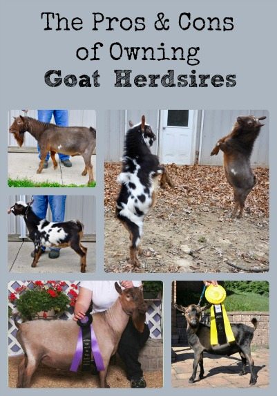 The Pros & Cons of Owning Goat Herdsires