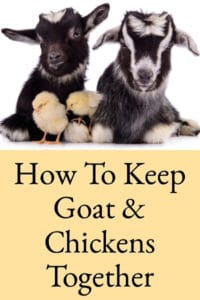 How To Keep Goats & Chickens In The Same Yard