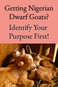 Getting Nigerian Dwarf Goats? Identify Your Purpose