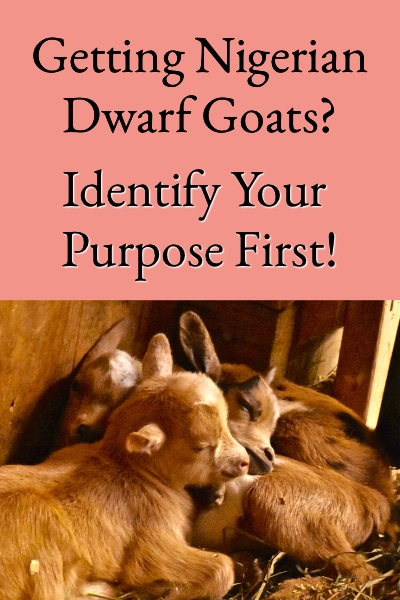 Getting Nigerian Dwarf Goats - Identify Your Purpose