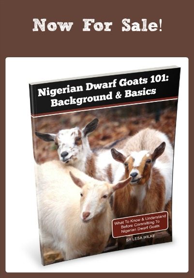 Nigerian Dwarf Goats 101 Now For Sale