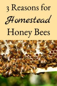 3 Reasons For Homestead Honey Bees