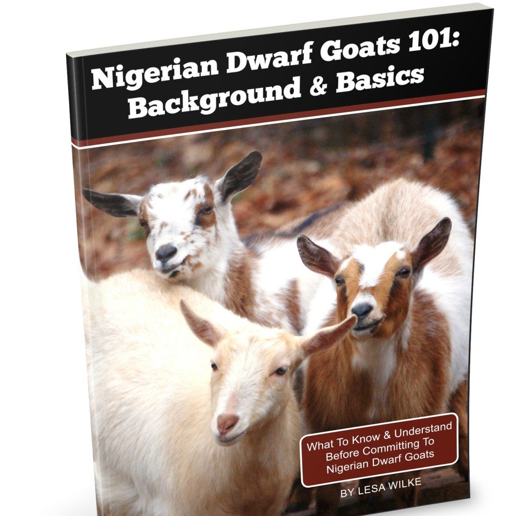 Nigerian Dwarf Goats 101