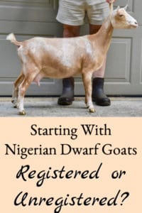 Nigerian Dwarf Goats – Registered or Unregistered?