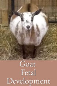 Goat Fetal Development