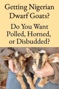 Getting Dairy Goats – Disbudded, Horned, or Polled?
