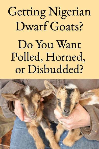 Getting Dairy Goats - Do You Want Polled, Horned, or Disbudded