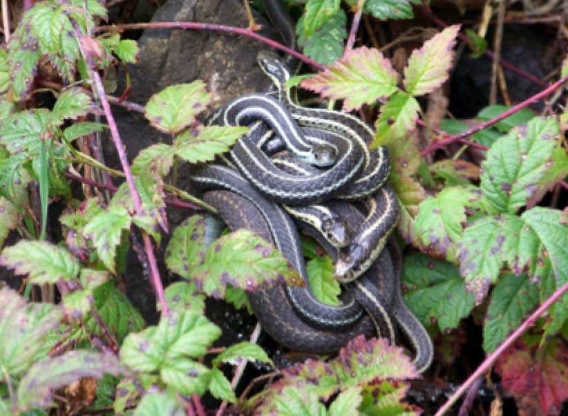Attracting Wildlife Snakes