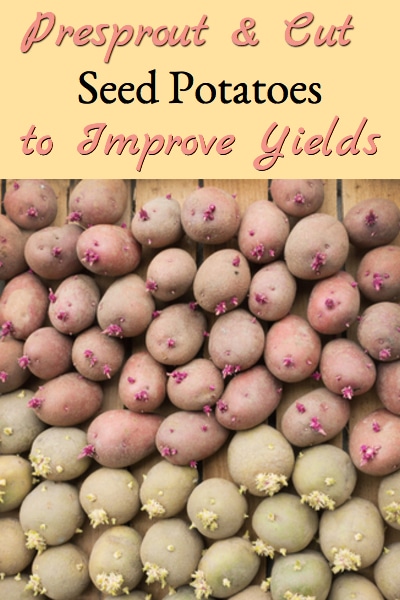 Pre-sprouting & Cutting Seed Potatoes