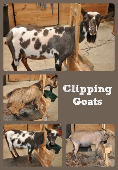 Clipping Goats Collage