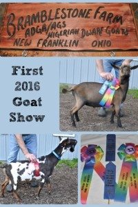 First 2016 Goat Show