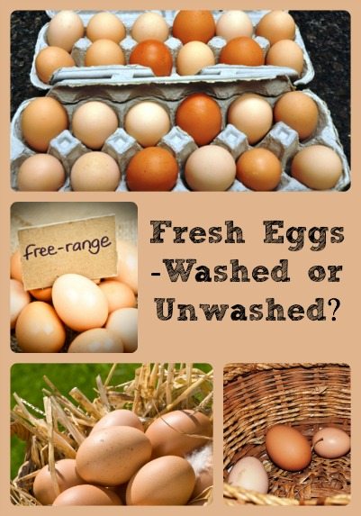 Fresh Eggs Washed or Unwashed