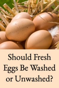 Fresh Eggs – Washed or Unwashed?