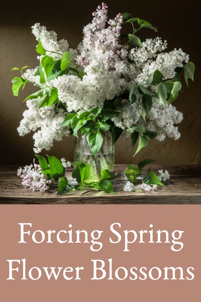 forcing spring blossoms