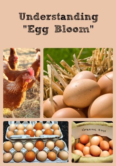 Egg Bloom Collage