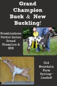 Grand Champion Buck & New Buckling!