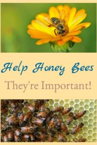 Help Honey Bees – They’re Important!
