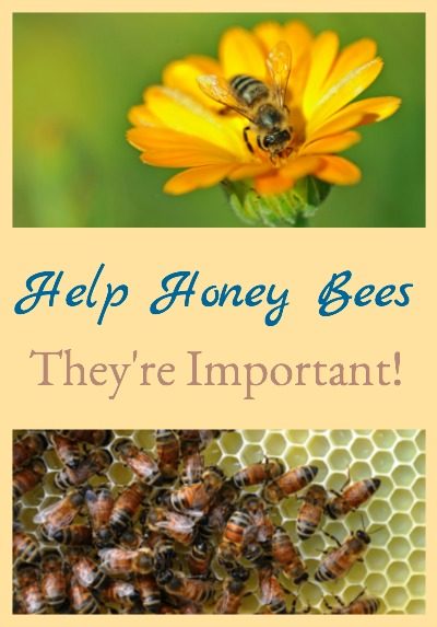 It's important that we help honey bees because they are extremely important in successfully producing the food we eat.