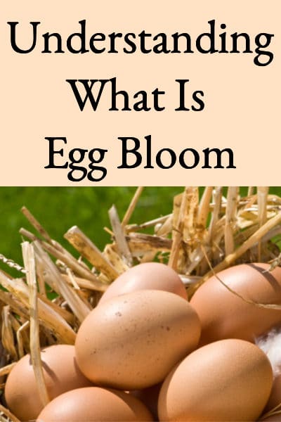 What Is Egg Bloom