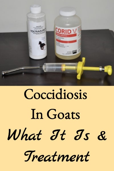 #7 top ten blog posts 2021 - coccidiosis in goats