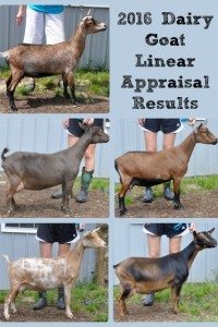 2016 Goat Linear Appraisal Results