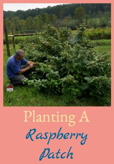 Raspberries are perennials so they make great additions to the homestead. It's easy to establish a patch so you can enjoy raspberries every year - here's how!