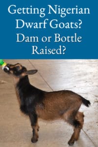Getting Dairy Goats – Dam or Bottle Raised?