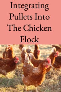 Integrating Pullets into the Chicken Flock