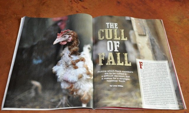 Chicken Culling Article Photo