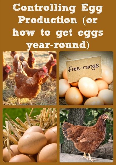 controlling-egg-production-collage