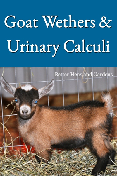 goat wethers & urinary calculi