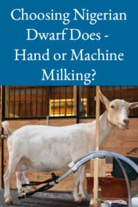 Choosing Nigerian Dwarf Does – Hand or Machine Milking?